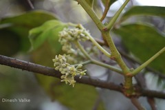 Tetrastigma leucostaphylum